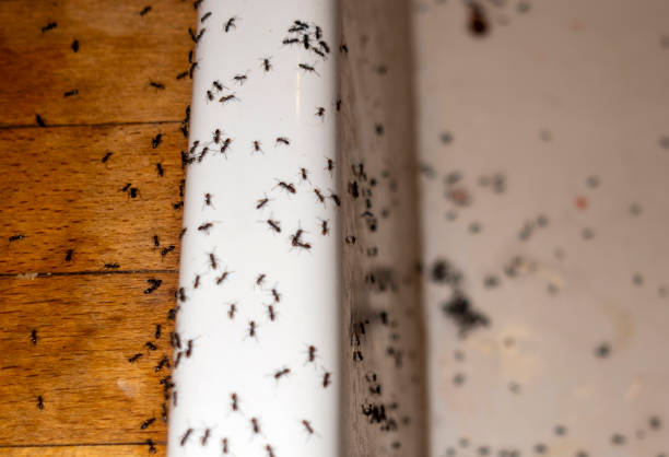 Trusted Wenona, IL Pest Control Experts