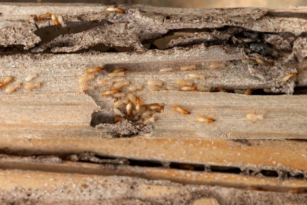 Best Pest Removal Services  in Wenona, IL